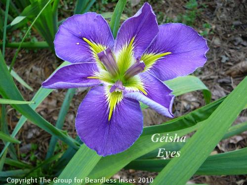 Geisha Eyes (0)